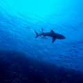 Best Diving Spots in Australia