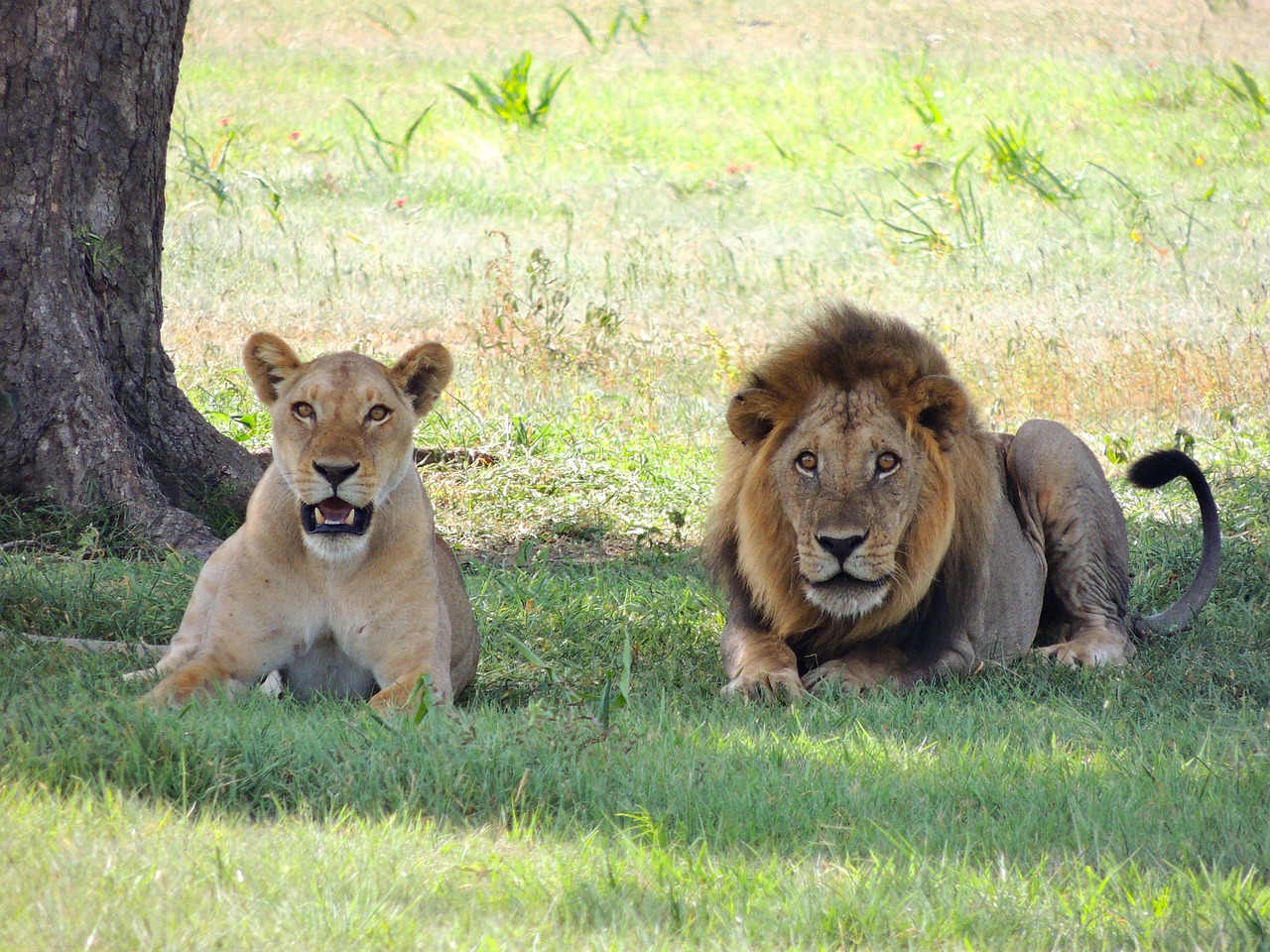 Tanzania Safari Tours - All You Need To Know